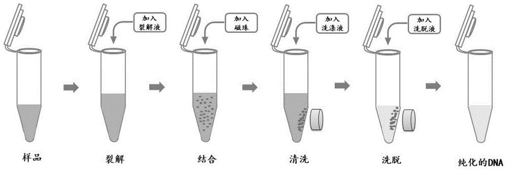 基于磁珠法从柑橘叶片中脉提取总DNA的试剂盒及其提取方法