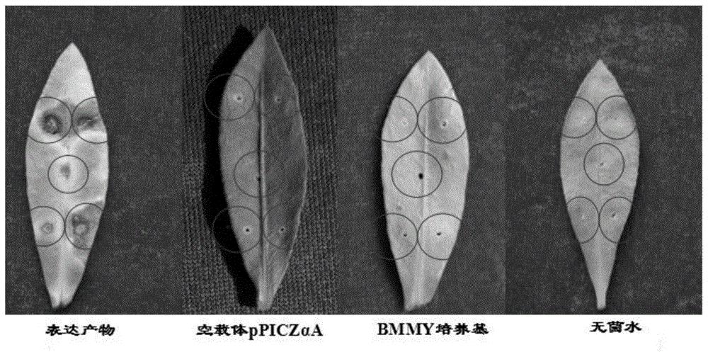 莲子草假隔链格孢菌效应子Na2-g9900及其蛋白和应用