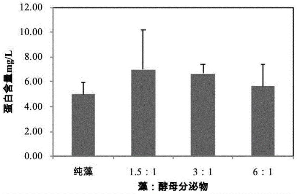 利用酵母分泌物促进微藻生长、强化微藻蛋白质累积的方法