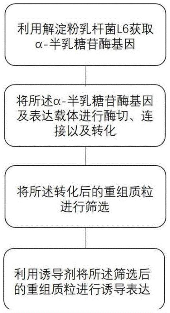 一种具有转糖基活性的α-半乳糖苷酶及克隆表达