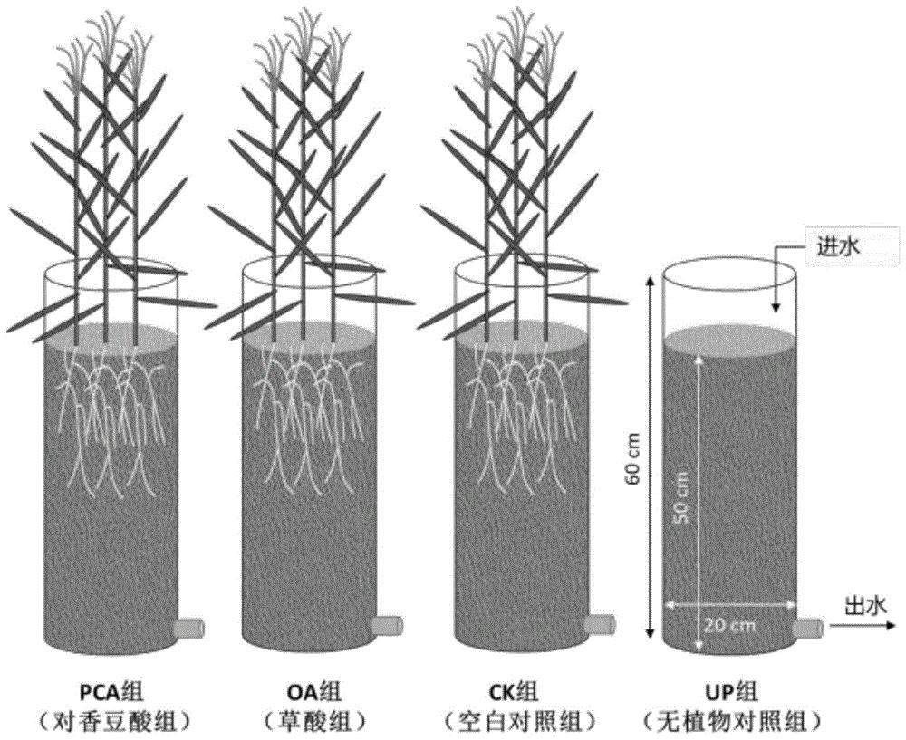 酚类根系分泌物促进烷基酚的共代谢降解