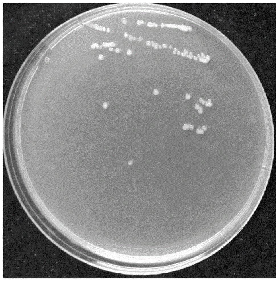 一株多粘类芽孢杆菌BFP-1菌株、生物制剂和应用