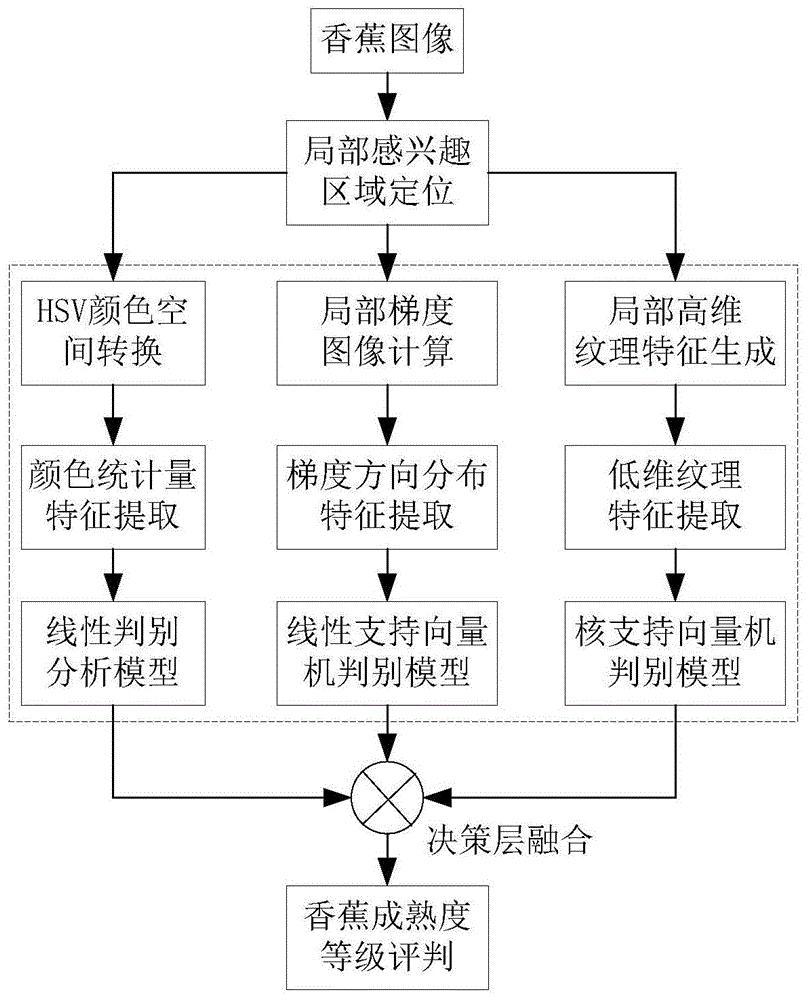 一种基于机器视觉的香蕉成熟度评判建模方法和评判方法