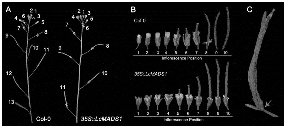 荔枝MADS-box转录因子LcMADS1及其在抑制植物器官脱落中的应用