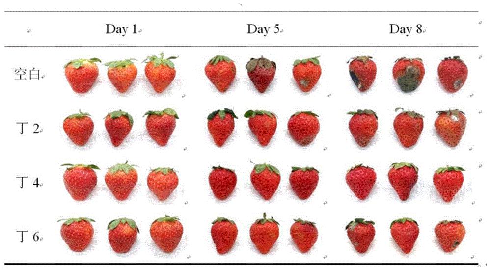 丁香精油微胶囊在无接触式草莓保鲜方面的应用