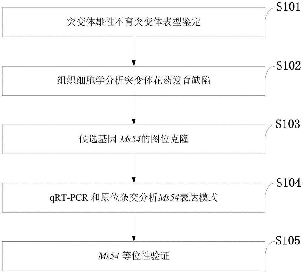 一种玉米雄性不育基因ms54及其功能性分子标记和应用