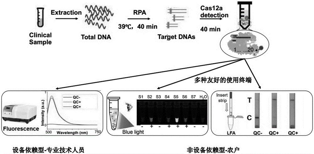 一种基于RPA-CRISPR-Cas12a体系可视化检测柑橘黄龙病的试剂盒及方法