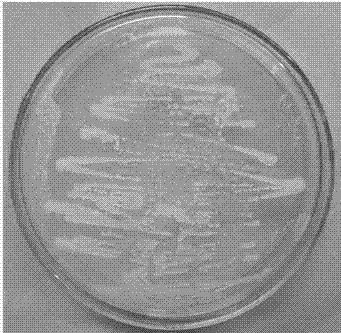 细菌Paenibacillus polymyxa SHL-1及其在防治墨兰茎腐病中的应用