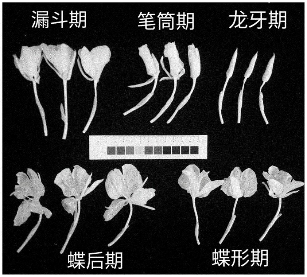 一种姜花的低温冷冻干燥工艺及其制备的姜花花茶