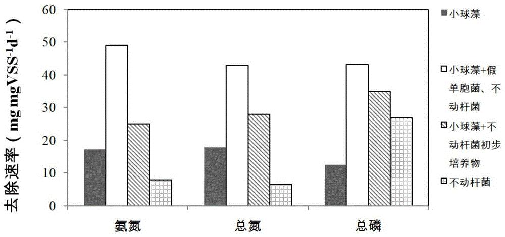 一种小球藻-不动杆菌-假单胞菌联合去除养殖废水氮、磷的方法