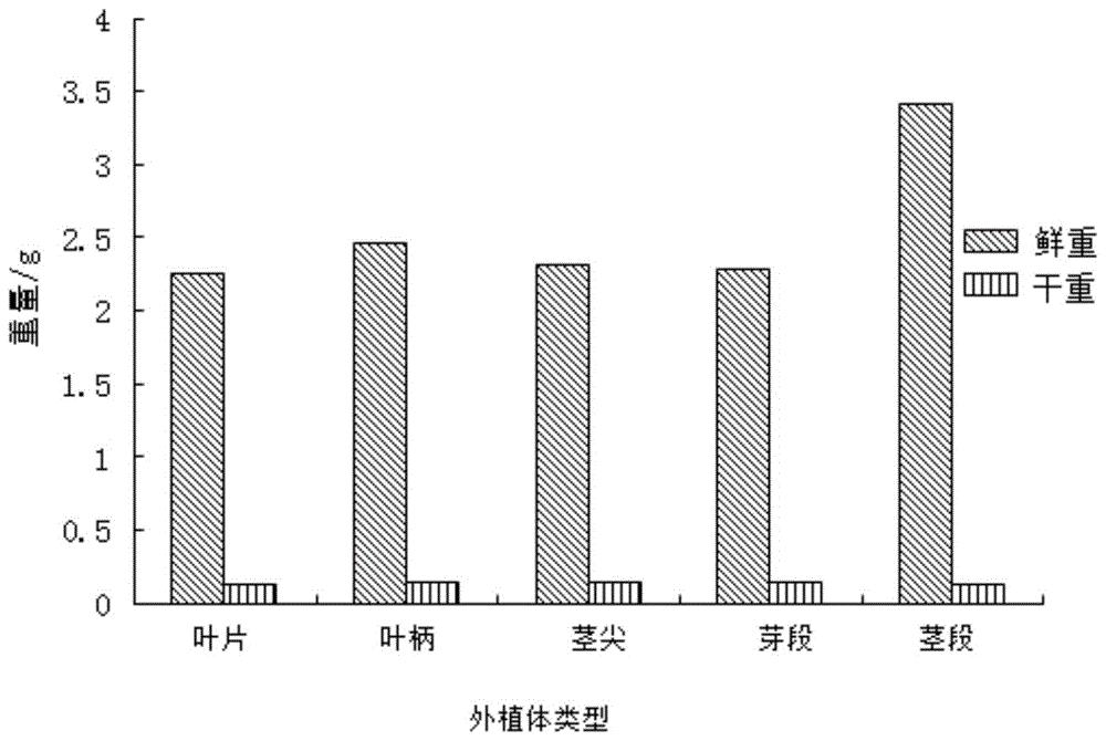 一种油梨愈伤组织的诱导方法以及促进其芽分化的方法