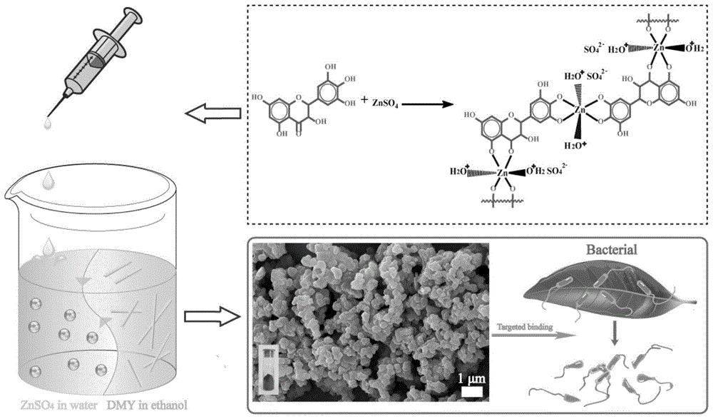 基于藤茶提取物制备二氢杨梅素锌纳米粒的方法及其应用