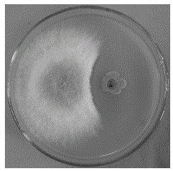 一种细菌Bacillus subtilis BCF-6及其制备的生物制剂与应用