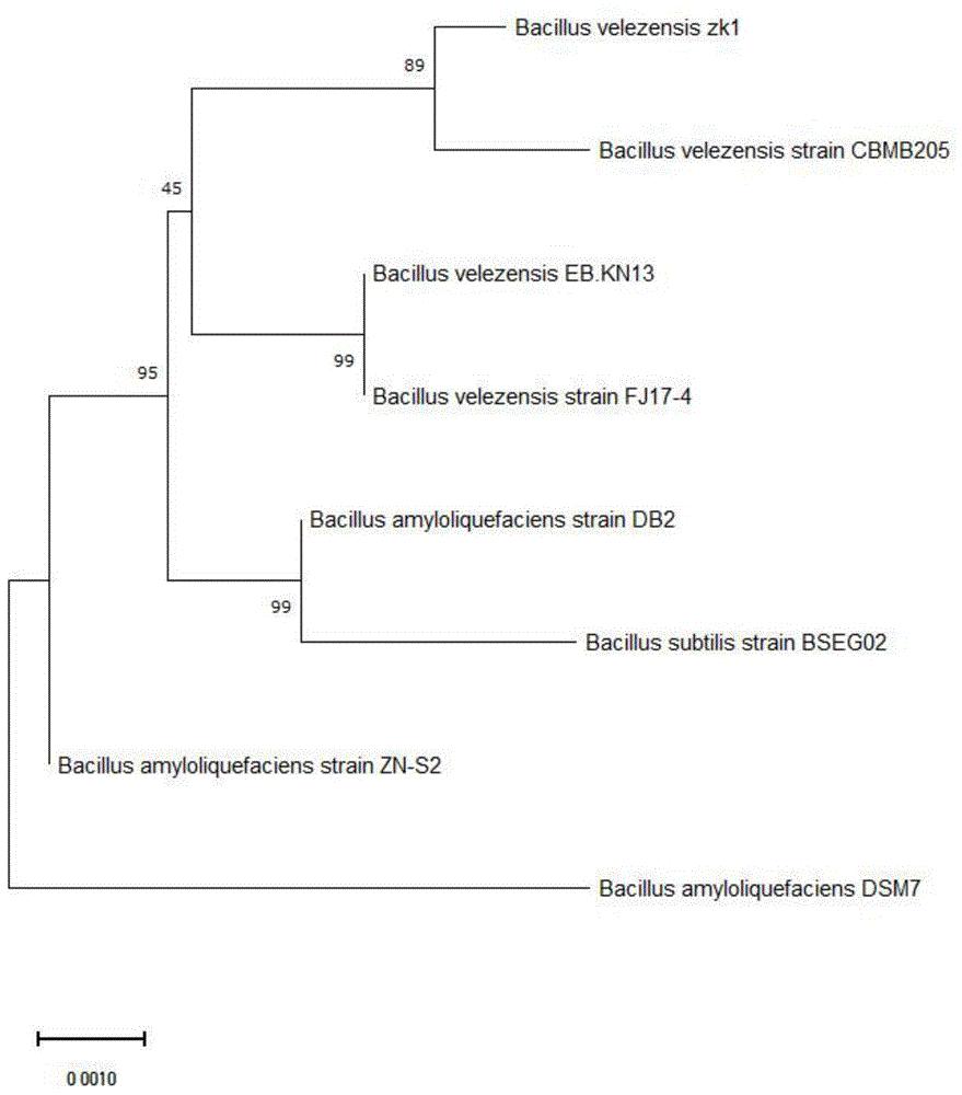 一株贝莱斯芽孢杆菌及其应用