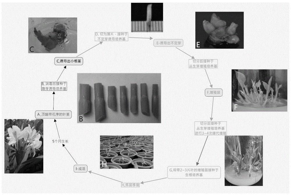 一种以叶茎及花序梗隐芽为外植体的姜科植物离体快速繁育的方法