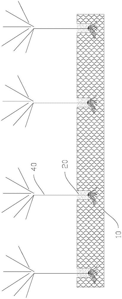 一种红树幼苗种植固定装置及系统