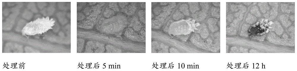 一种防治木瓜粉蚧的农药增效剂和农药制剂及其制备方法