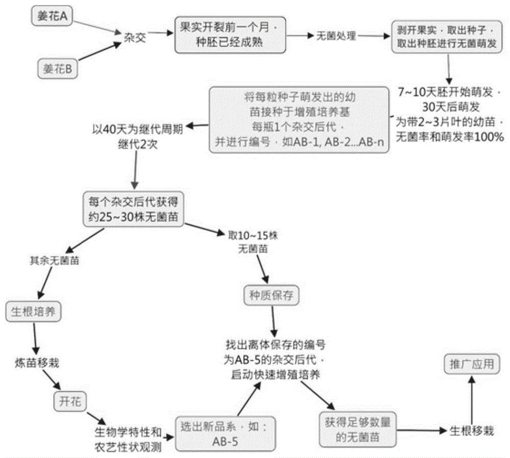 一种同步选育和保存姜花属杂交新品系及种质的方法