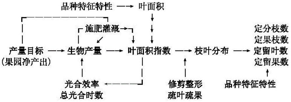 猕猴桃的栽培管理方法