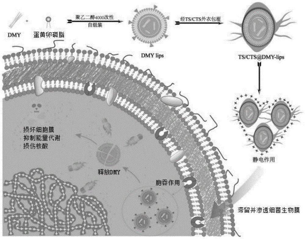 一种茶皂素/壳聚糖包覆二氢杨梅素脂质体及其制备方法和应用