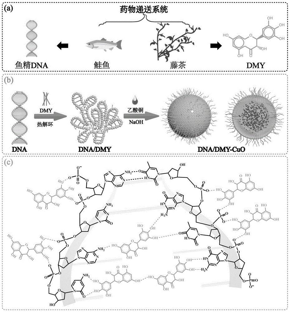 一种二氢杨梅素修饰DNA药物递送系统、纳米载药系统及制备方法和应用